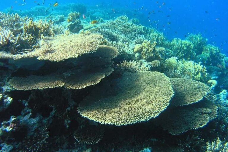 Corales en Batu kelebit