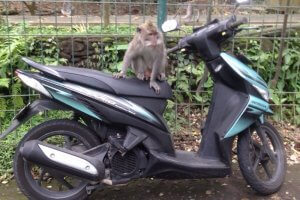 Alquiler de moto - Consejos para Viajar a Bali