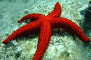 Estrella de mar en Kanawa