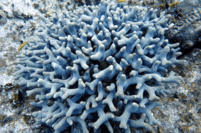 Corales dedo - Buceo en Bali