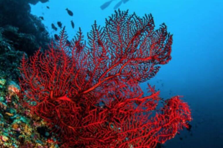 Coral de Fuego - Buceo en Bali - Diving en Bali